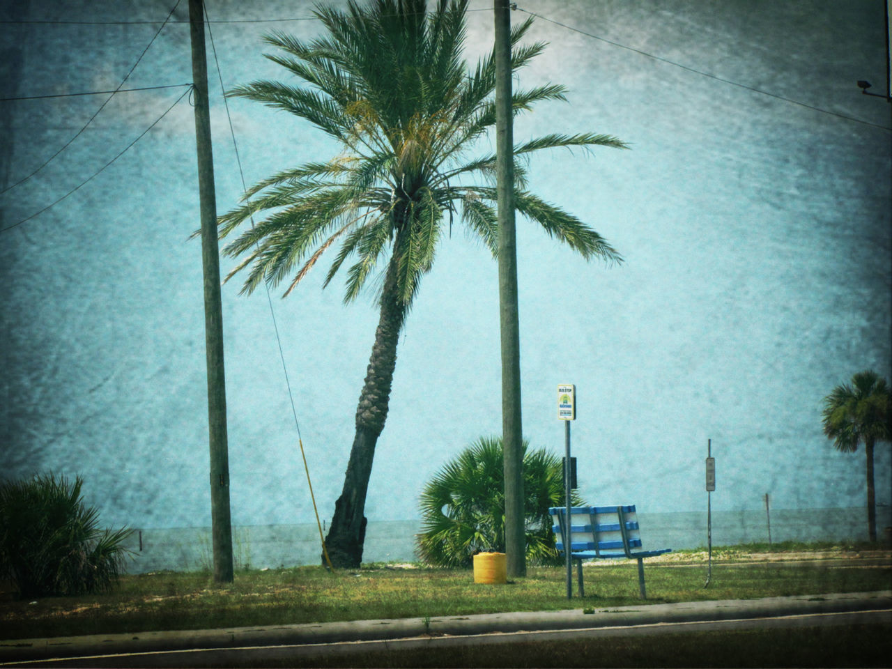 tree, palm tree, road, street, growth, transportation, tree trunk, nature, sky, built structure, no people, outdoors, day, street light, green color, road marking, building exterior, tranquility, car, plant