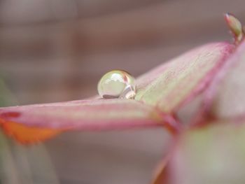 close-up