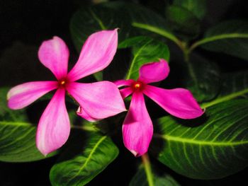 Close-up of pink flowers