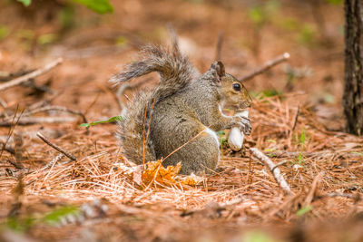 Close-up of squirrel