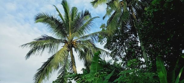 Low angle view of palm trees against sky