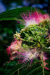 Close-up of pink flowers