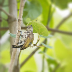 Close-up of butterfly on leaf