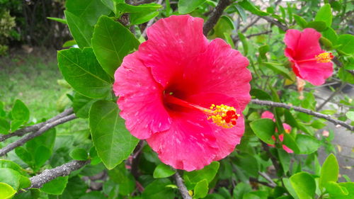 Close-up of hibiscus blooming outdoors