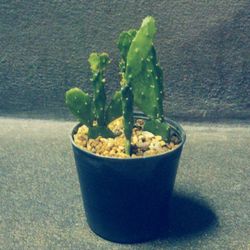 Close-up of potted plant on table