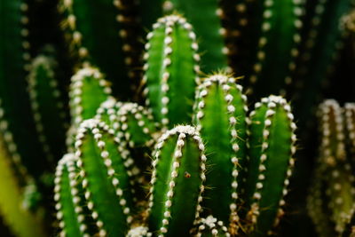 Close-up of succulent plant showing  ribbing and waxy coating