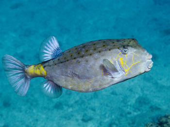 Side view of boxfish underwater