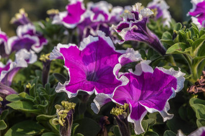 Close-up of purple flowers blooming outdoors