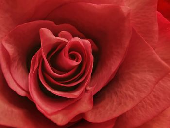 Close-up of red rose