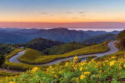 Mexican sunflower on doi mae u ko hill at sunset in winter, mae hong son province, thailand.