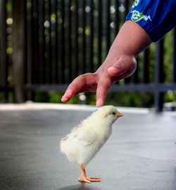 Close-up of a bird on hand