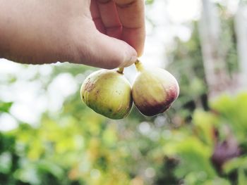 Close-up of hand holding fruit