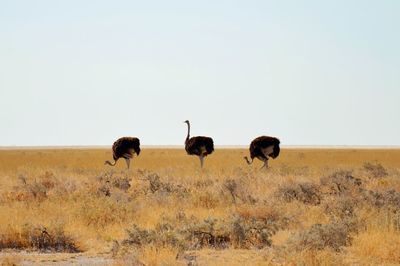 Dancing ostrichs in etosha national park namibia 