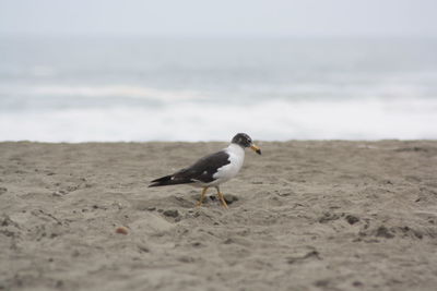 Seagull on beach against sky