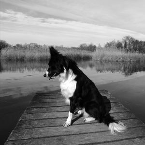 Dog sitting by lake against sky