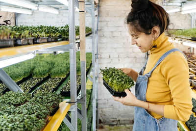 Young female farmer growing microgreens on indoor vertical garden. woman looking after plants. 