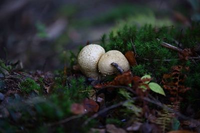 Close-up of mushroom growing on field