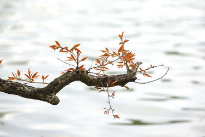 Close-up of plant against lake