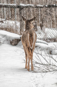 White-tailed deer standing on snow covered field