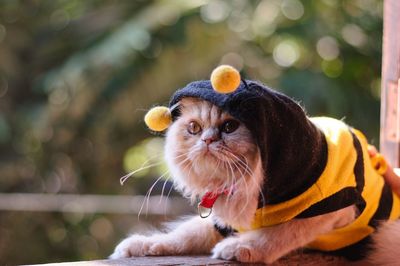 Close-up portrait of a cat