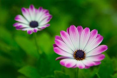 Close-up of pink flowers