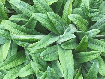 Full frame shot of green leaves