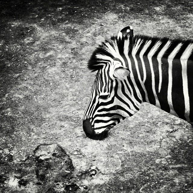 animal themes, animals in the wild, wildlife, one animal, striped, animal markings, zebra, bird, nature, safari animals, natural pattern, high angle view, side view, zoology, outdoors, no people, day, full length, standing, sunlight