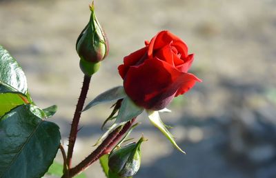 Close-up of red flower