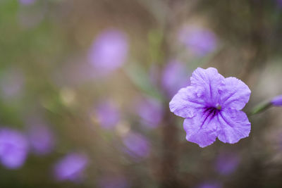 Close-up of purple flowering plant