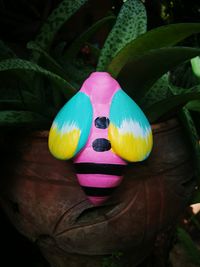 Close-up of multi colored flower