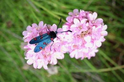 Close-up of insect on pink flowering plant