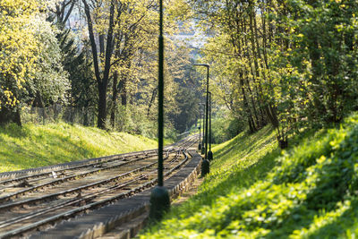 Railroad tracks amidst trees in forest