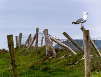 Birds perching on wooden post against sky