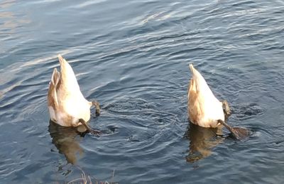 High angle view of duck swimming in lake