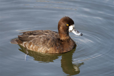 High angle view of duck swimming in lake