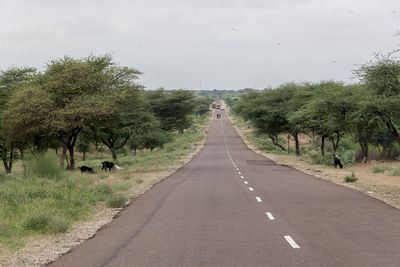 Road amidst trees against sky