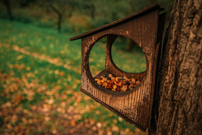 Close-up of bird feeders on tree trunk