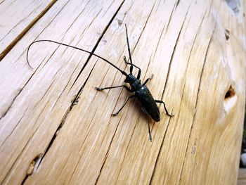 Close-up of insect on wooden plank