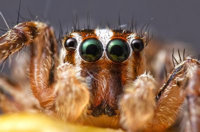 Close-up of spider