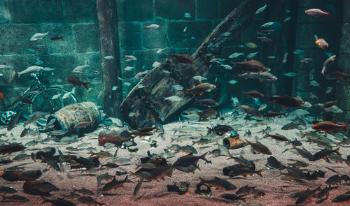 Fish swimming in aquarium