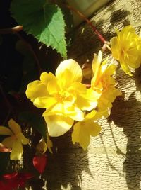 Close-up of yellow flower