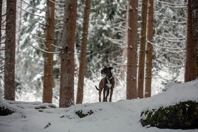 Dog on snow covered land during winter