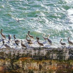 View of birds perching on lake