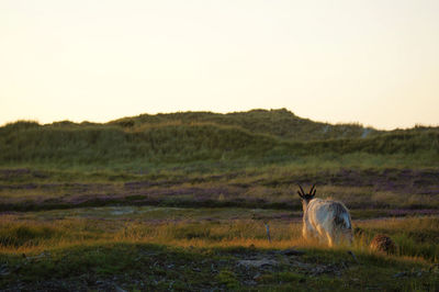 Sheep on field against sky