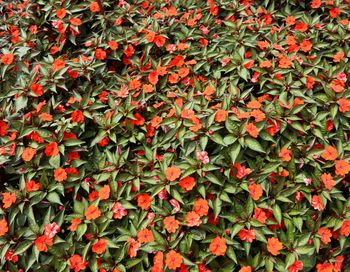 Full frame shot of red flowering plants