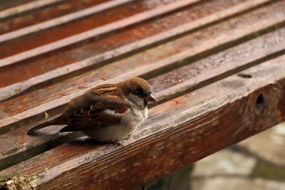 Close-up of bird perching on wood