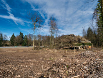 Trees on field against sky