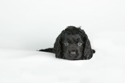 Portrait of a dog over white background