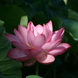 Close-up of pink lotus water lily