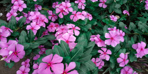 High angle view of pink flowering plants in park